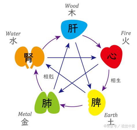 木火土金水 肝心脾肺腎|五行對五臟，肝木，心火，脾土，肺金，腎水有什麼內涵